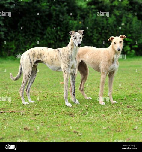Two Standing Lurchers Stock Photo Alamy