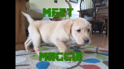 Puppy diarrhea ranks near the top as a common puppy problem, and being familiar kinds of puppy diarrhea to see the vet immediately! Meet Maggie! Our boys adopt an 8 week old yellow lab puppy ...