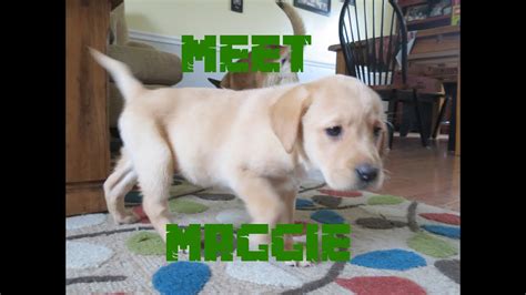 Check spelling or type a new query. Meet Maggie! Our boys adopt an 8 week old yellow lab puppy ...