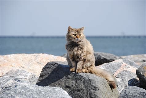 Free Images Beach Outdoor Kitten Fauna Rocks Whiskers
