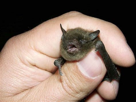 Rabid Bat Bites Tri Cities Baby Q13 Fox News