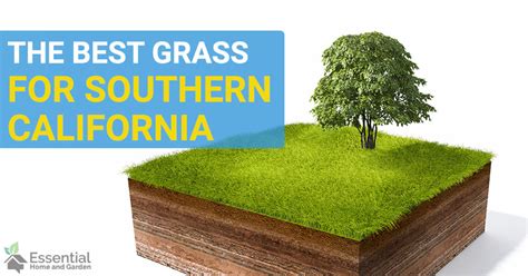 Choosing The Best Grass For Southern California - Essential Home and Garden