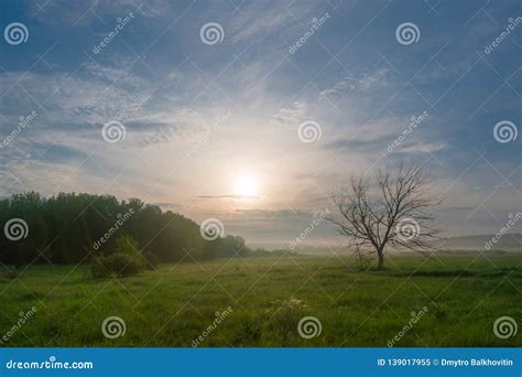 Morning Landscape With Lonely Tree On Meadow Stock Image Image Of