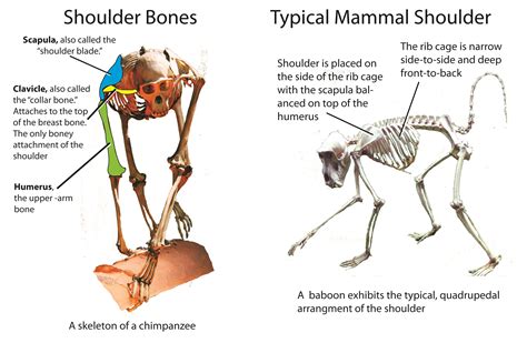 Pin By 7s On Charts Manuals Animals Human Evolution Shoulder Bones