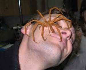 One of the biggest nope creatures that are not from australia. Dangerous Animal Attacks: Camel Spider Attacks