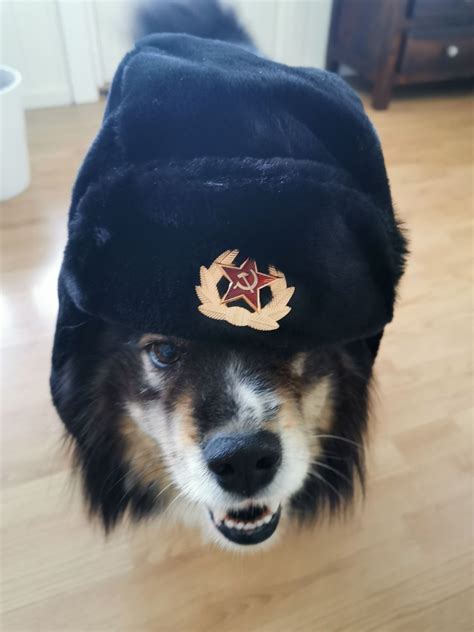 Communist Dog Meme Captions Lovely