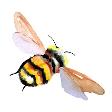 You can buy or sell bumble and other stocks, options, and etfs. Silhouette Of Bumble Bee Art Illustrations, Royalty-Free ...