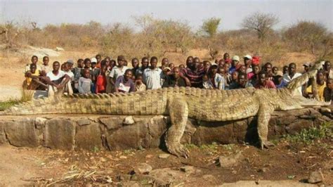 Enormous Human Eating Crocodile Caught Best News Evaaaaar Youtube
