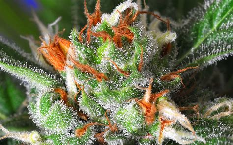 The Strongest Weed Strains On Earth High Times