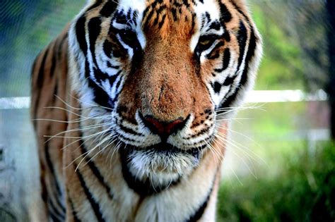 Carolina Tiger Rescue Pittsboro Roadtrippers