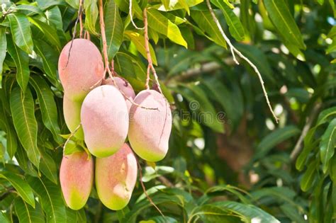 Several Ripening Tropical Mangoes Hanging From A Mango Tree Stock