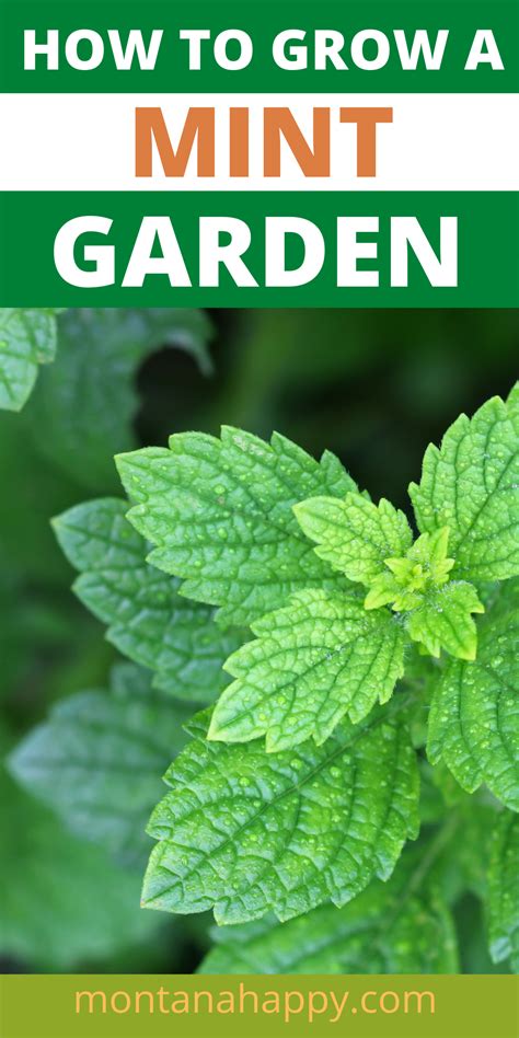 How To Grow A Mint Garden Herb Gardening In 2021 Mint Garden How