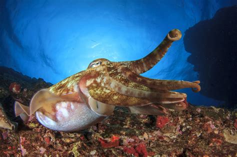 Squid - Invertebrates - Animal Encyclopedia