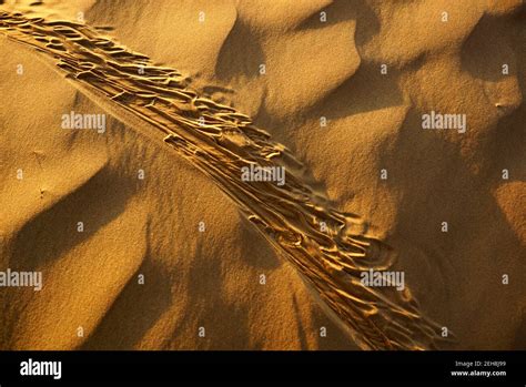 Desert Animal Tracks Hi Res Stock Photography And Images Alamy