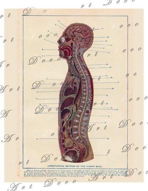 Items Similar To Medical Illustration Cross Section Of The Human Body