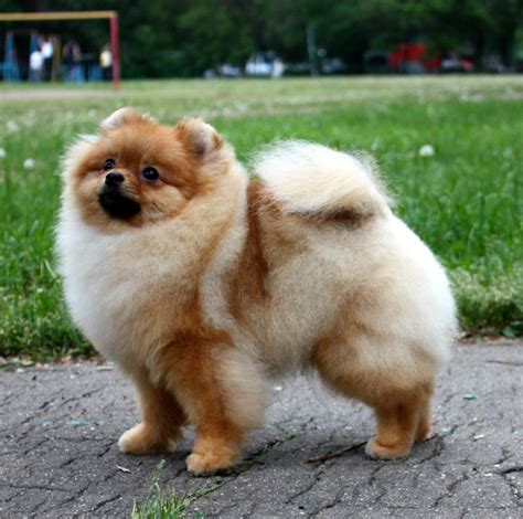 Feel free to call us with any questions! Pomeranian Puppies for Sale: Get your Favorite Pomeranian ...