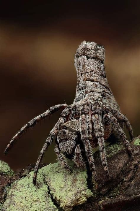 Acroaspis Olorinap Orb Weaver Spider Maitland Nsw Australia Weird