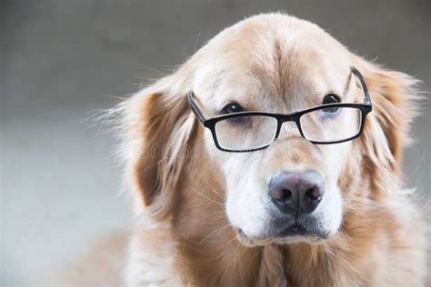 Golden Retriever Dog Looking Over A Pair Of Reading Glasses Stock Image