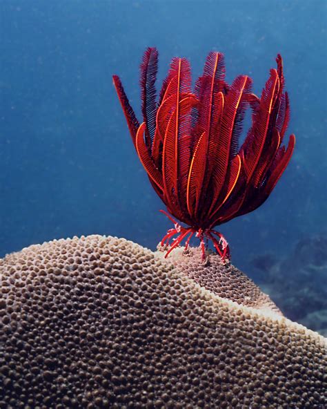 Red Feather Star This Red Beauty Is A Crinoids Known As