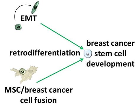 Cancers Free Full Text Potential Role Of Msccancer Cell Fusion And