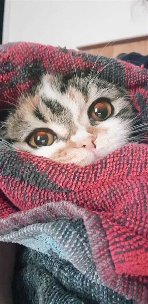 Photo Of Our Scottish Cats Chatterie Des Chats Scottish Fold Scottish