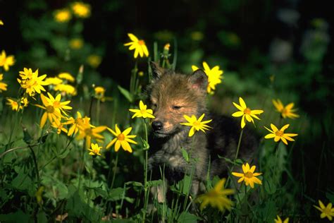 Wolf Pup Among The Flowers Image Id 275891 Image Abyss