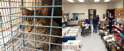 Operation Catnip Saving Community Cats Cole And Marmalade