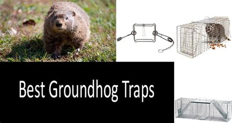 Just got my groundhog trap and it didnt take humane trap. Best groundhog traps in 2020 | Sturdy and robust design ...