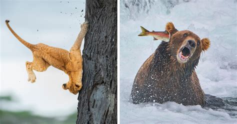 10 Winners From The Comedy Wildlife Photography Awards 2022 That Might