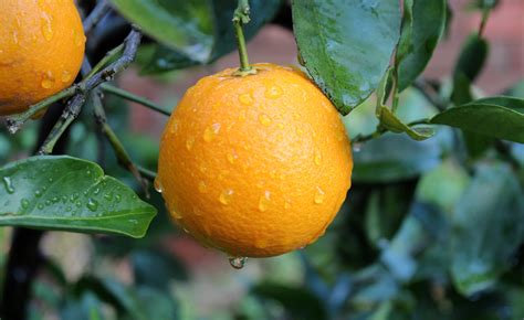 Washington Navel Oranges Wet Growdata Developments