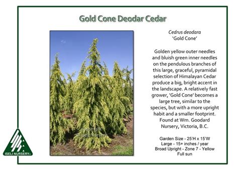 Gold Cone Deodar Cedar Golden Yellow Outer Needles And Bluish Green