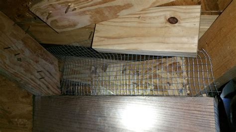 Rodent Control in Prosper TX: Free Your Home of Invaders