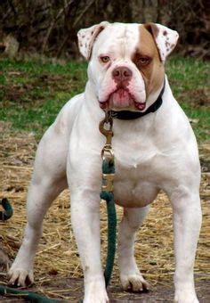 To furnish because of the many different types of work this breed can do, several distinct lines evolved, each the johnson dogs, commonly referred to as 'bully', are bulkier in body, heavier in bone, with. American bulldog Johnson type | pets | Pinterest | Dogs ...