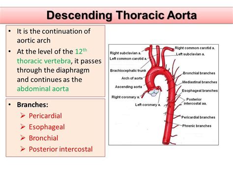 Descending Thoracic Aorta Abdominal Aorta Thoracic Vertebrae Thoracic