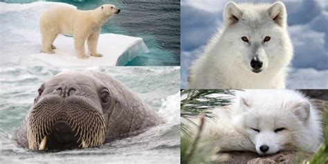 Incredible 18 Facts About Arctic Ocean You Must Know