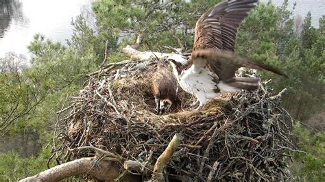 Osprey Lassie Lays First Egg Of The Season At Wildlife Reserve