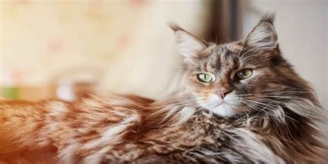 Why Do Maine Coons Have Ear Tufts Poultry Care Sunday