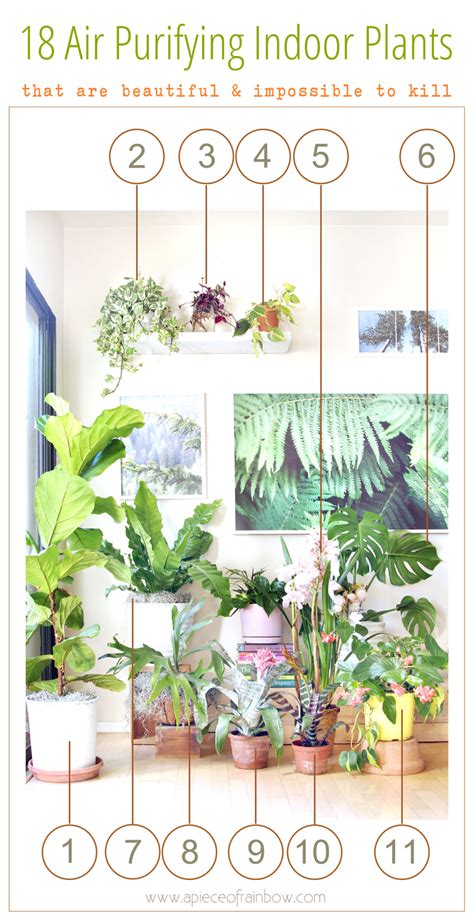 18 Most Beautiful Indoor Plants And 5 Easy Care Tips Indoor Plants