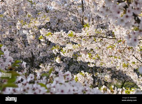 Flowering Cherry Trees Stock Photo Alamy