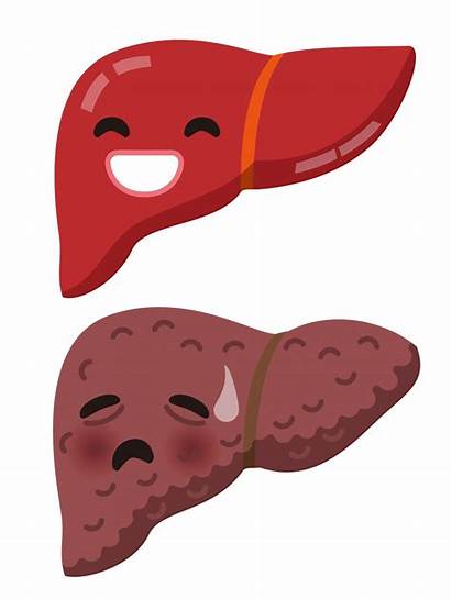 Liver Disease Fatty Clip Autoimmune Healthy Illustrations