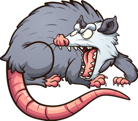 Angry Possum Stock Photos Pictures And Royalty Free Images Istock