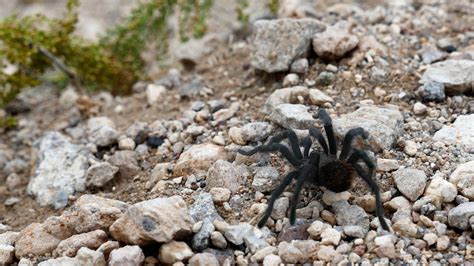 Check spelling or type a new query. Tarantula in New Mexico