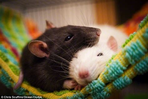 Rats Rehearse Journeys To Find Favourite Snacks While Resting According
