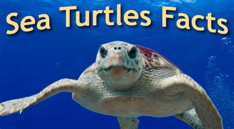 Sea Turtles Facts Information Pictures And Activities For Kids