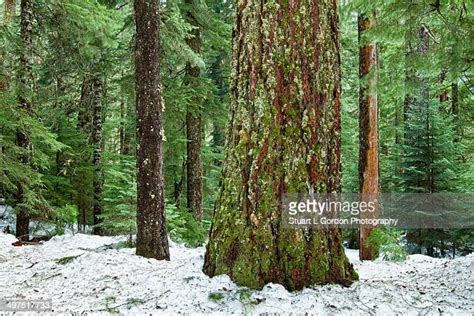 Douglas Fir Forest Photos And Premium High Res Pictures Getty Images