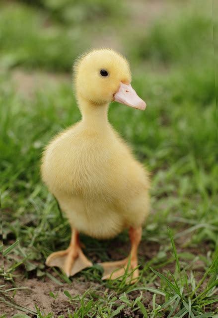Free Photo Child Animal Born Cute Duck Bird Baby Duckling