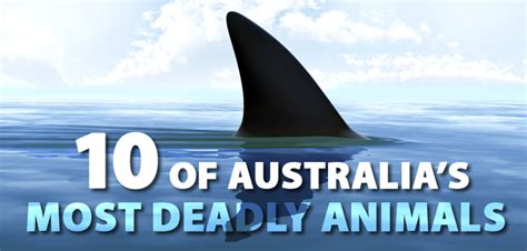 Top 10 Most Deadly Animals In Australia Top10see