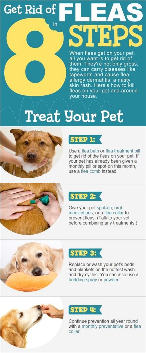 Working with your veterinarian to control fleas on your cat will improve one of the most common ways to get rid of fleas is by using a monthly topical treatment. How To Get Rid Of Cats Fleas In The House