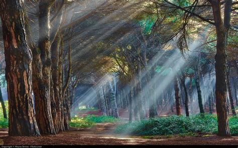 Online Crop Crepuscular Rays Passing Through Trees Painting Nature