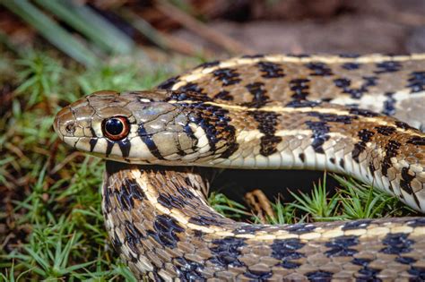 Garten Snake Maritime Garter Snake Thamnophis Sirtalis Pallidulus
